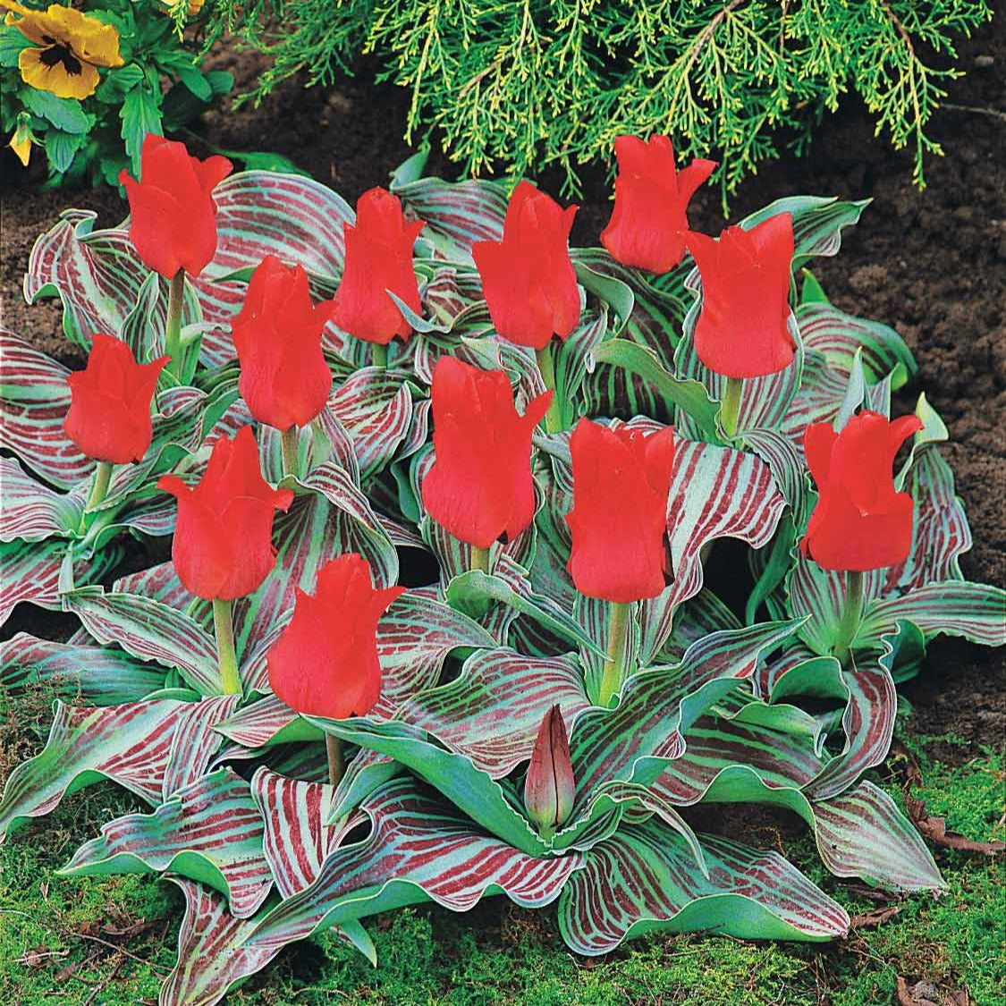 Bakker Tulipe Chaperon Rouge naine rouge sachet 10