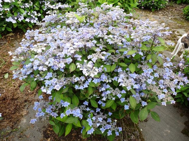Miyama-yae-murasaki hortensia serrata godet double