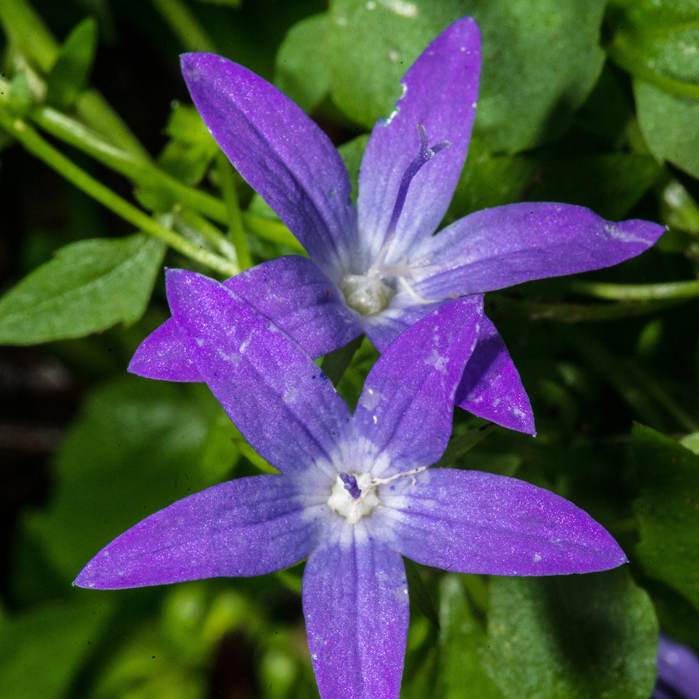 Bakker Campanule des murets vivace 5 pots 9cm violette