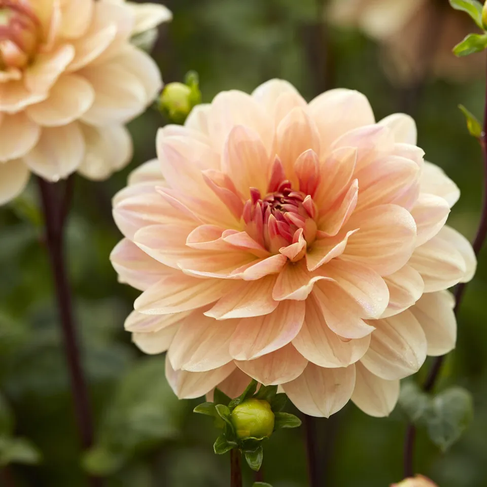 Bakker Dahlia Apricot Desire bulbe fleurs sachet 1 bulbe abricot