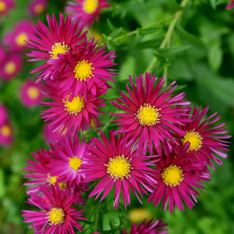 Bakker Aster Crimson Brocade vivace pot Ø 9cm fuchsia