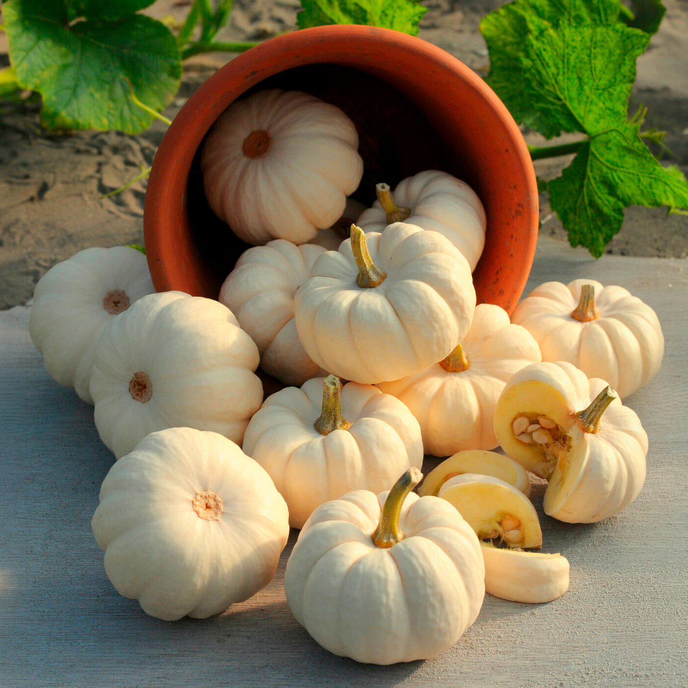Bakker Baby Boo courge blanche sachet 2g douce à farcir
