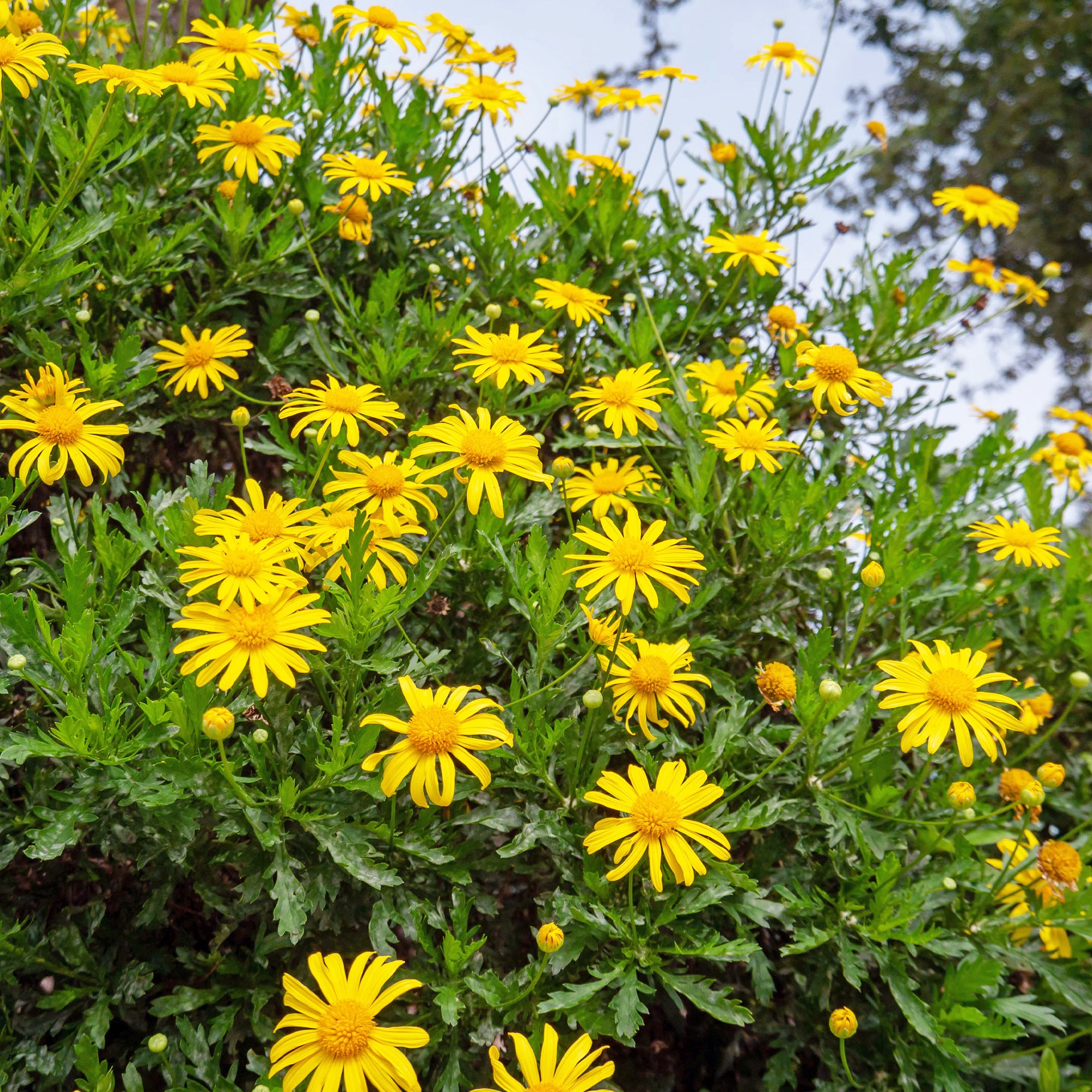 Bakker Marguerite de la savane Euryops plante godet Ø9cm jaune