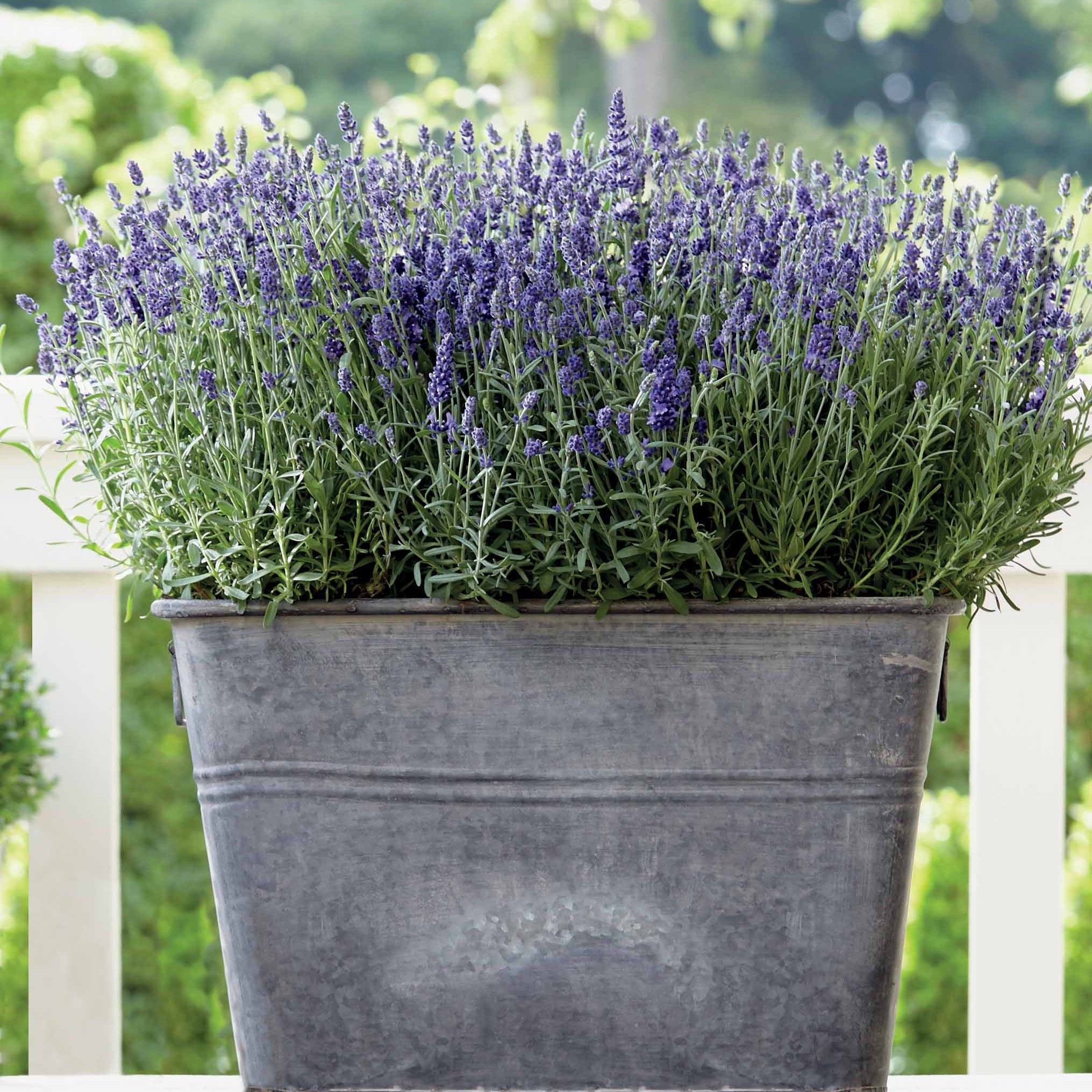 Bakker Lavande Ardèche Lavandula 3 pots Ø10.5cm parfumée