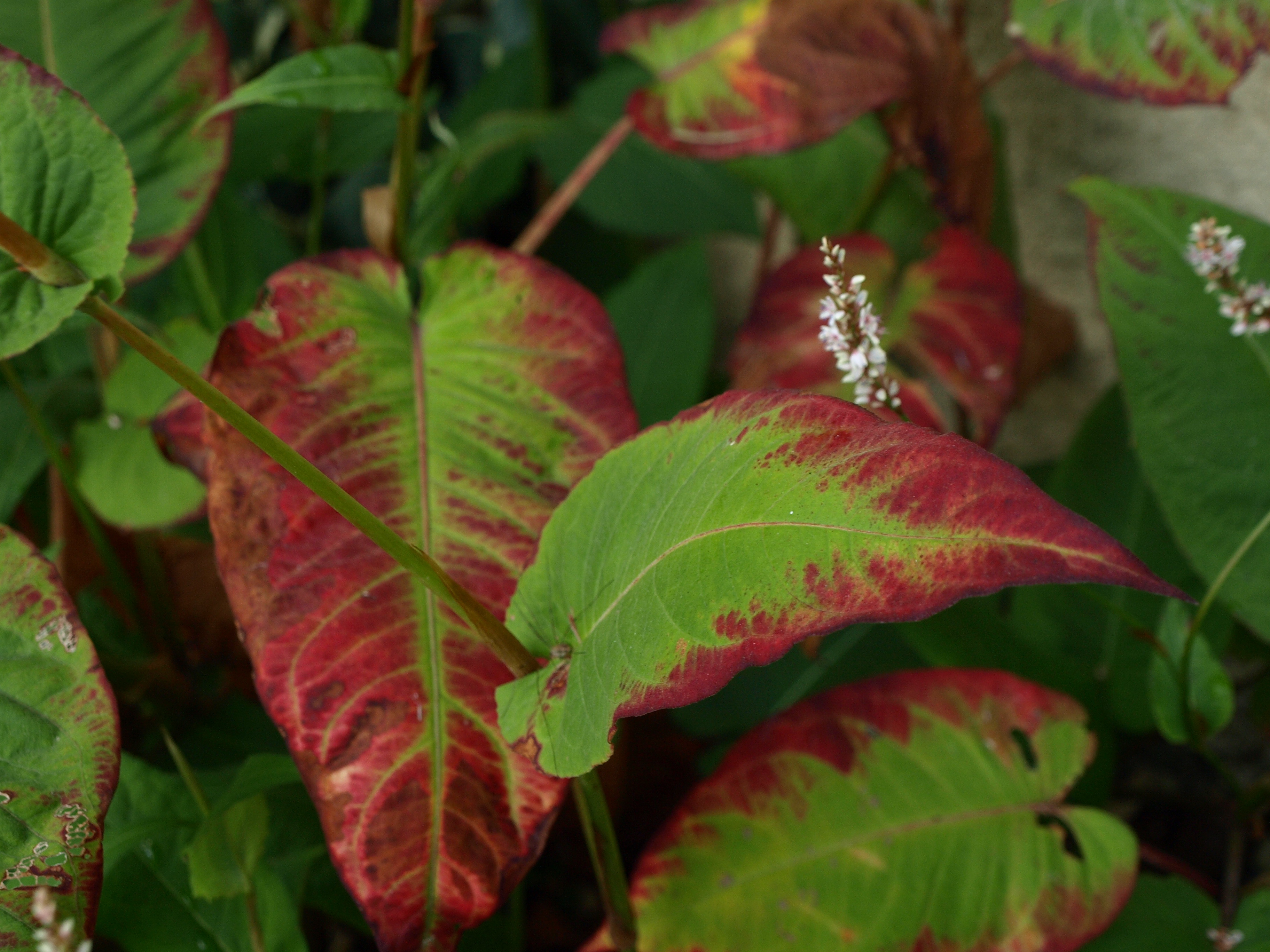 Passion Vivaces Persicaria Crystal Beauty plante jardin blanc