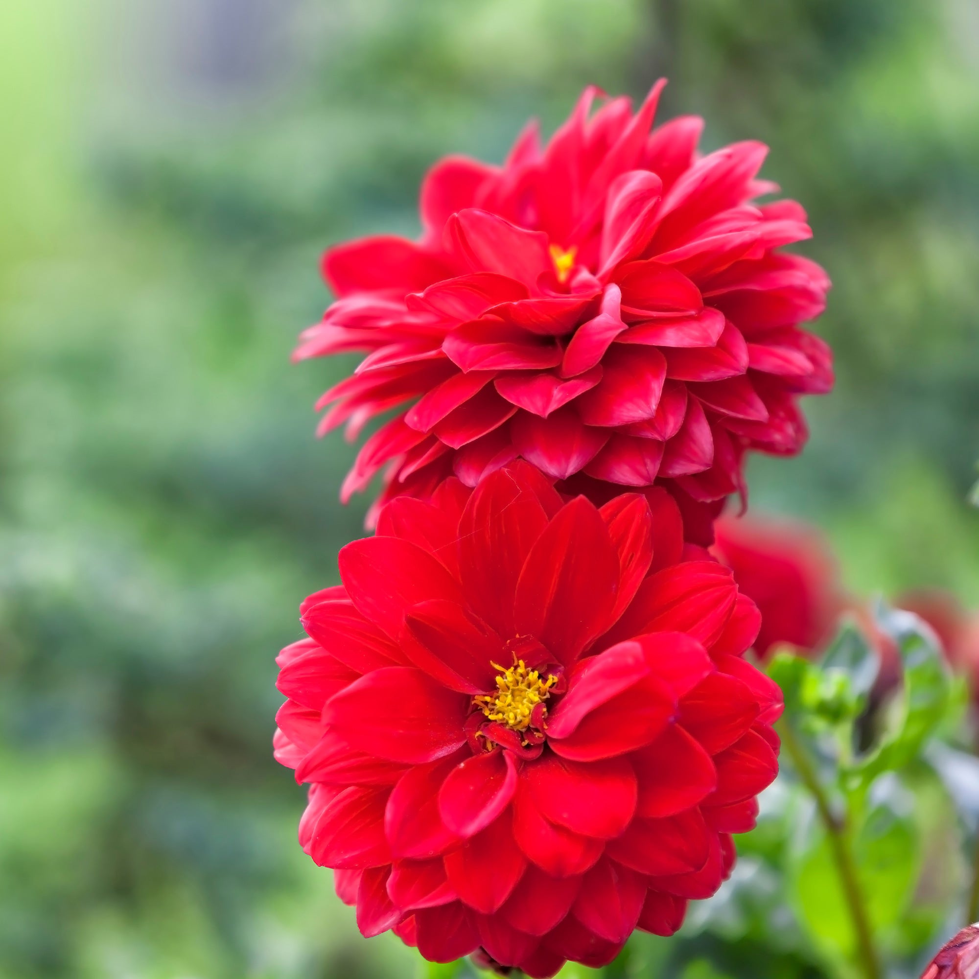 Bakker Dahlia rouge fleur terrasse pot Ø 10,5 cm