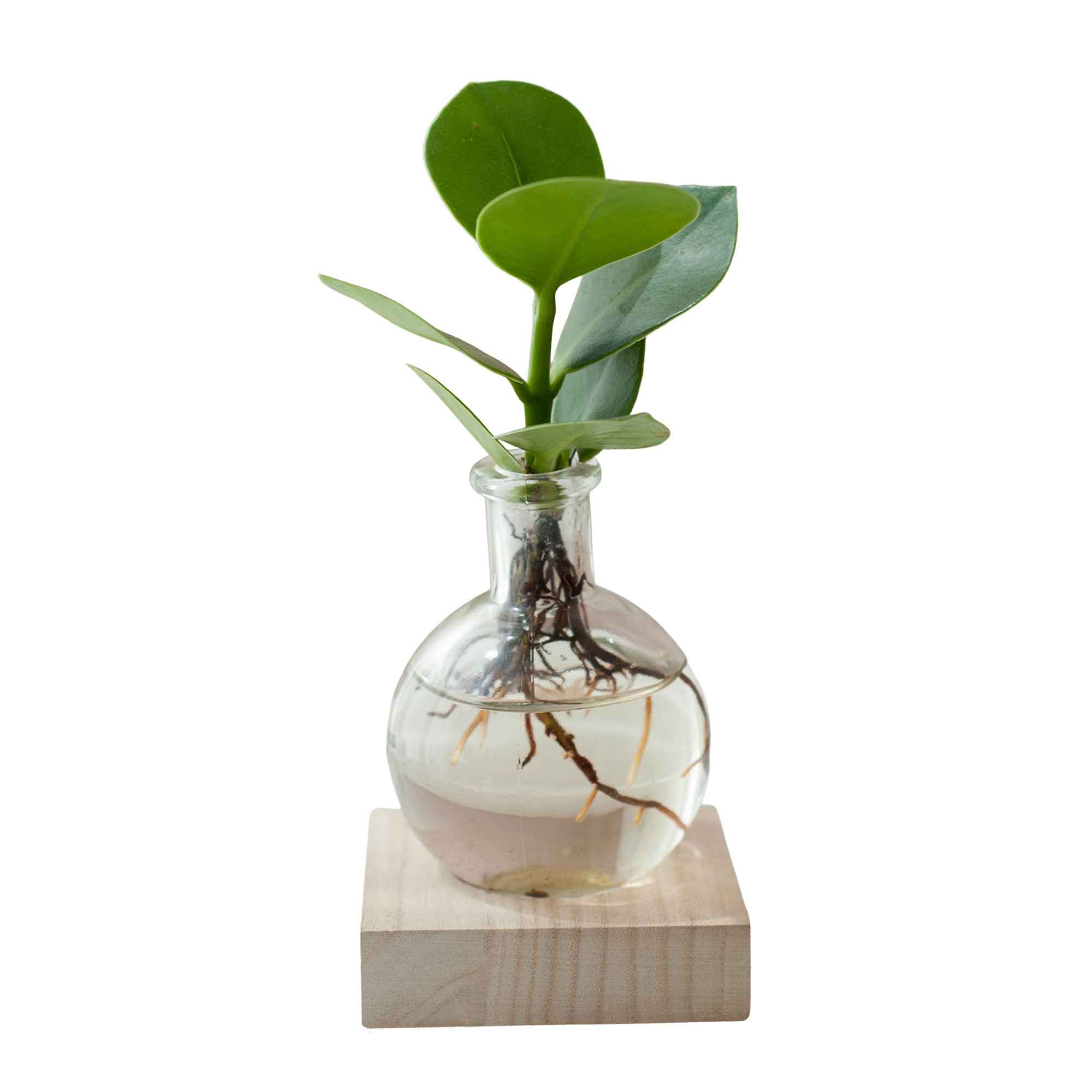 Bakker Clusia Samoa plante d'intérieur hydroponique kit LED