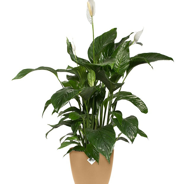 Elho Brussels cache-pot rond brun cookie Ø 18 cm