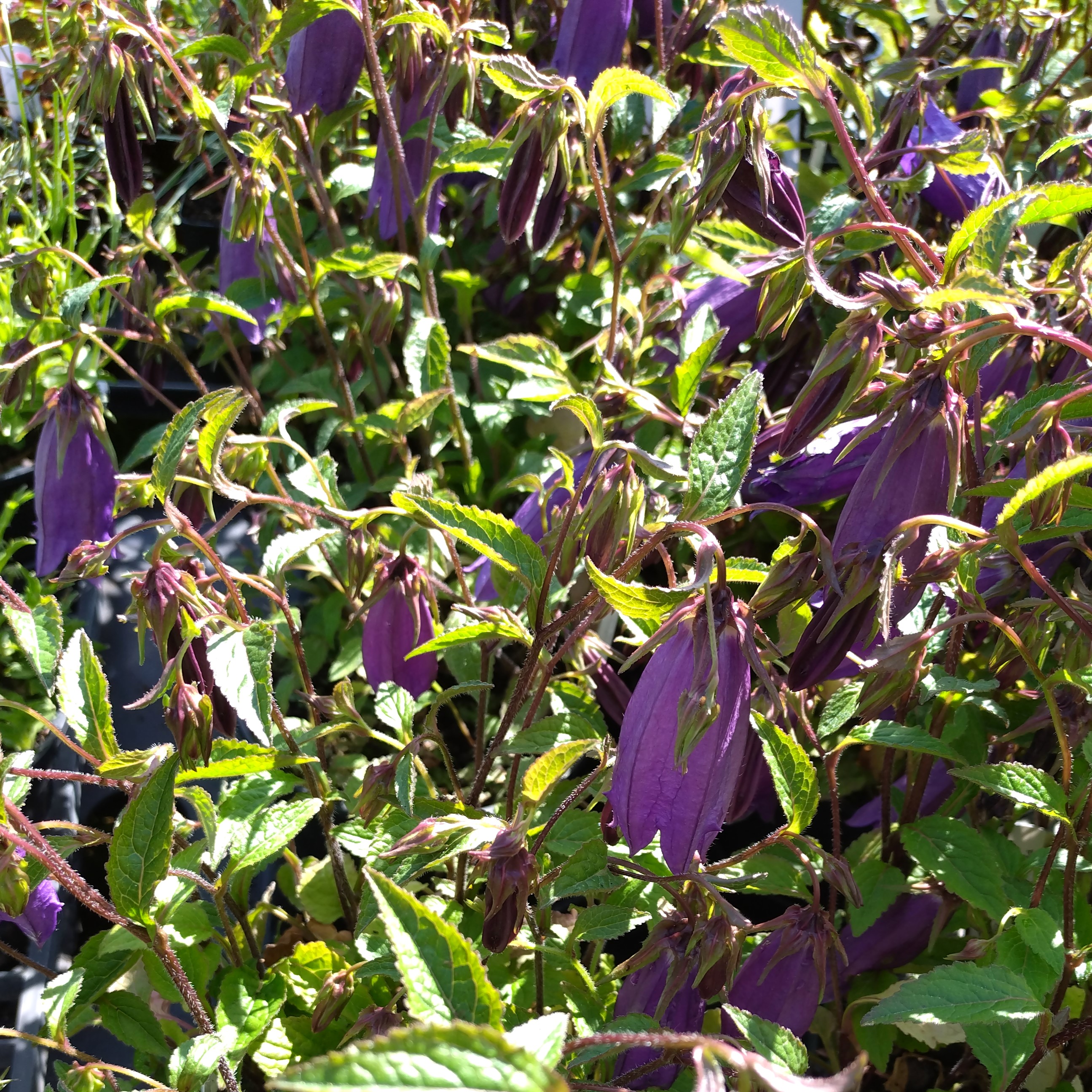 Passion Vivaces Campanula Campanello Blue campanule bleue pot 1 litre