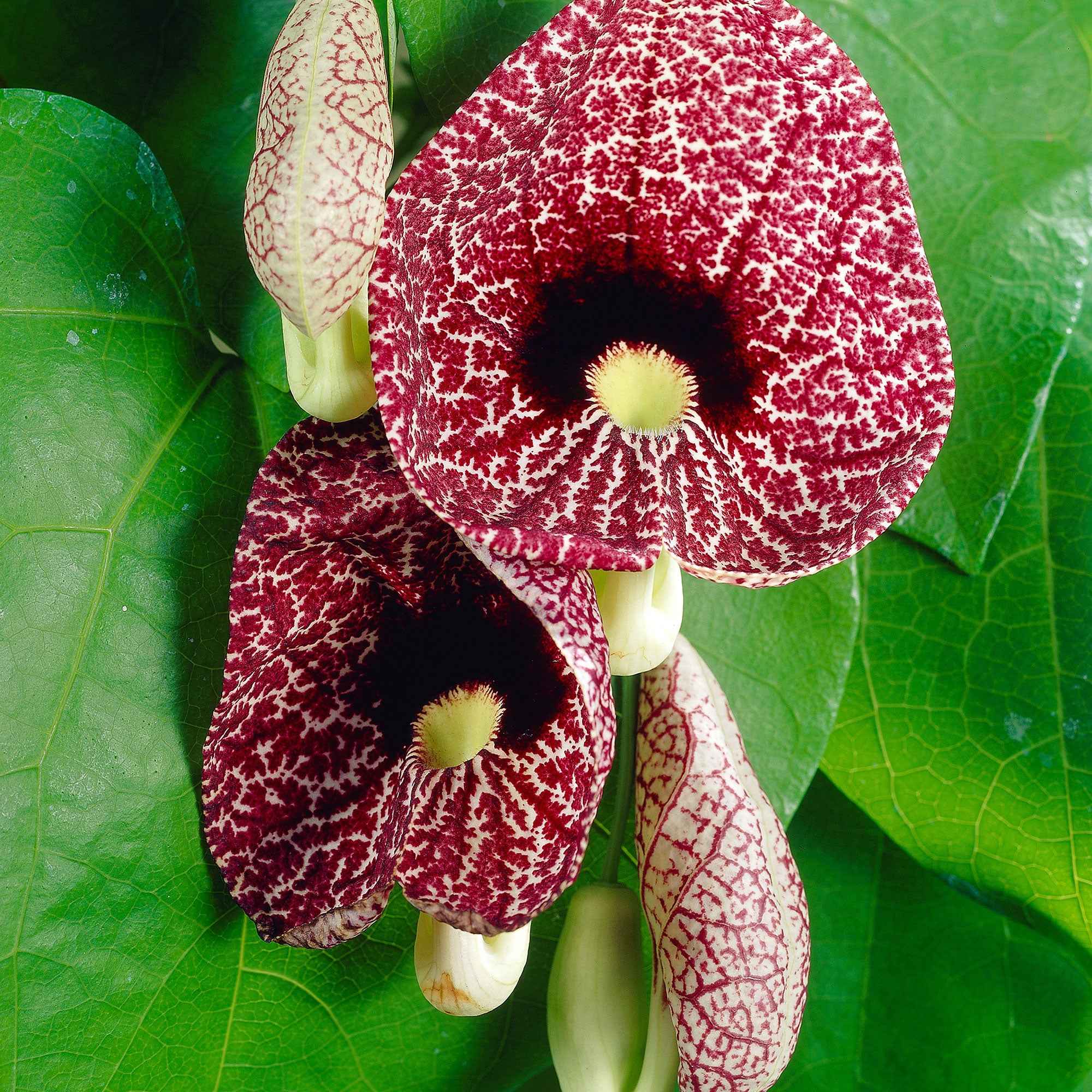 Bakker Aristoloche macrophylla pot 2L 40-50cm grimpante mi-ombre