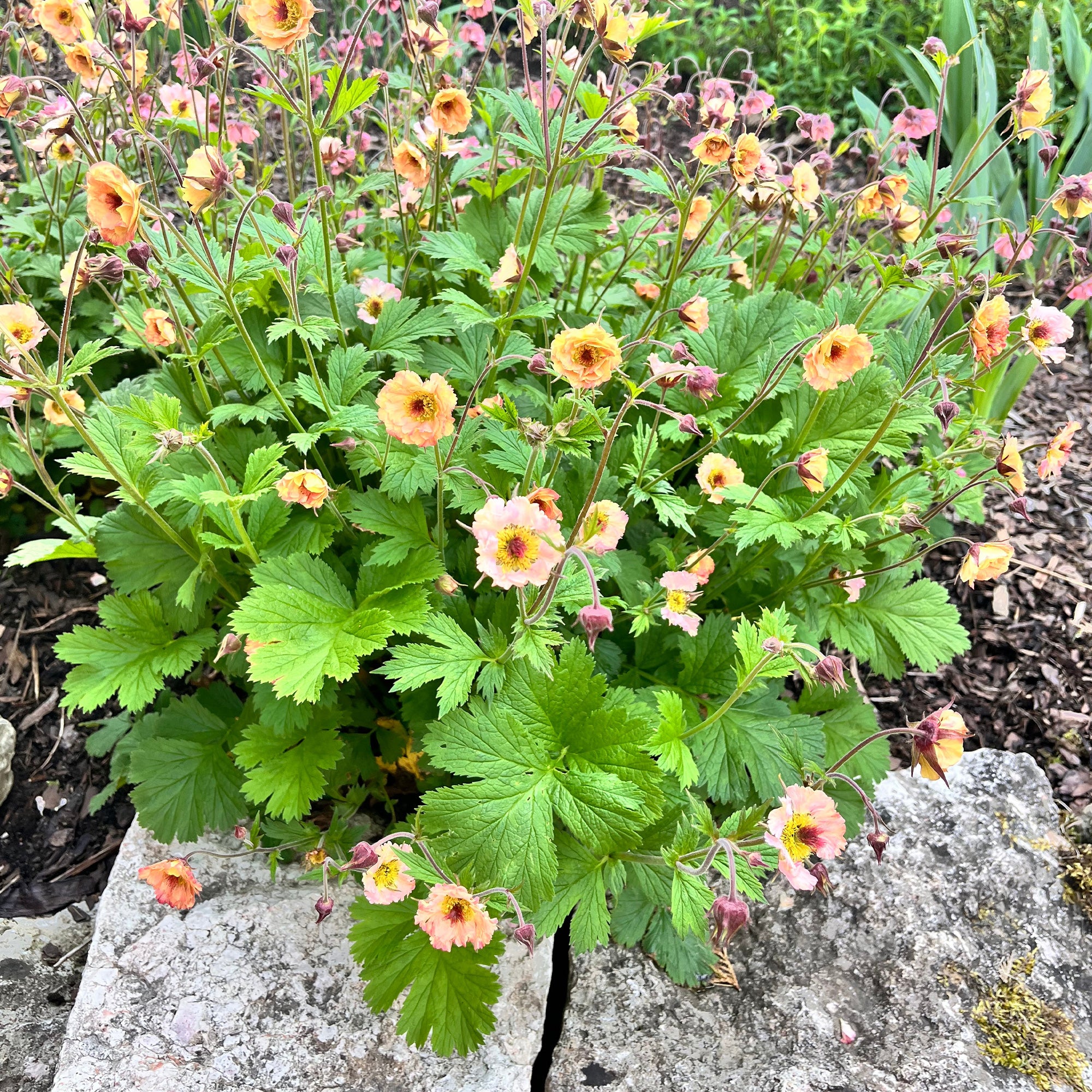 Bakker Vivaces Benoîte Mai Tai Geum plante pot 9cm rose corail