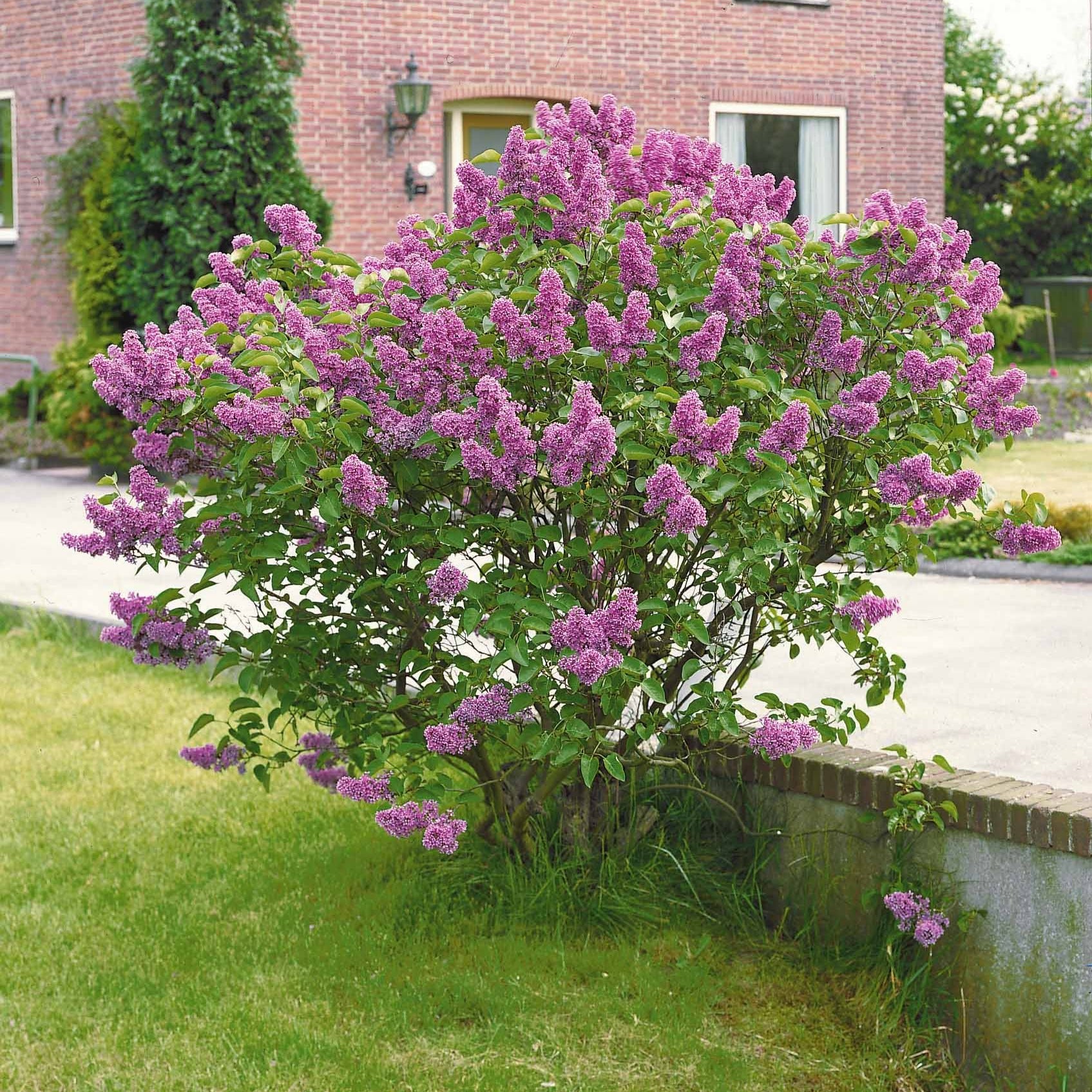 Bakker Lilas commun violet parfumé 2 pots 2-3 branches