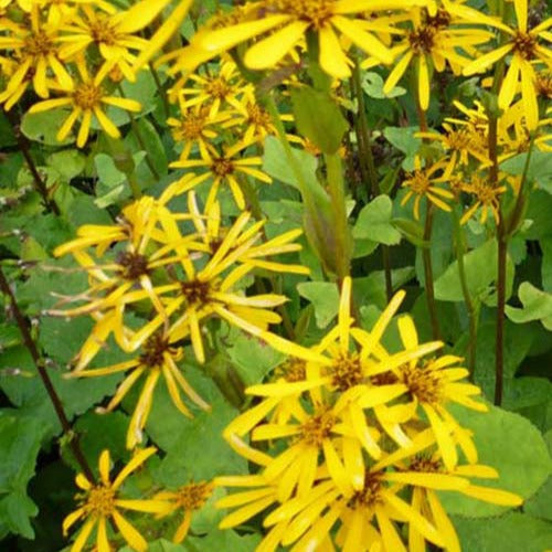 Bakker Plantes vivaces Ligulaire hessei plante massif pot Ø9cm jaune