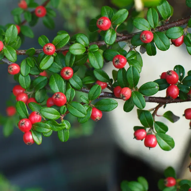 Bakker Cotonéaster Coral Beauty arbuste pot 1,5L baies rouges