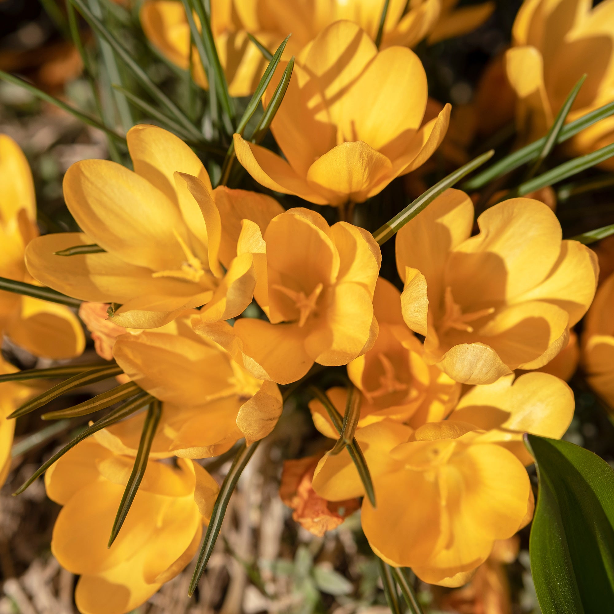 Bakker Crocus Mammouth jaune bulbes x15 précoce