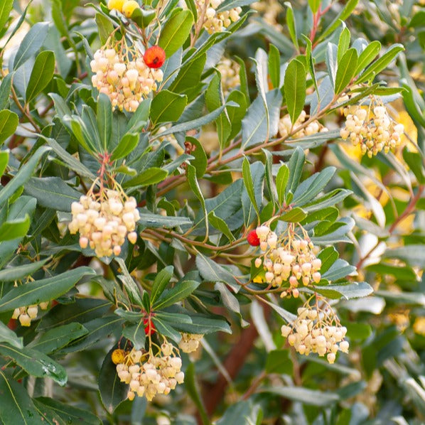 Bakker Arbousier Arbutus unedo pot 9cm 15-20cm persistant