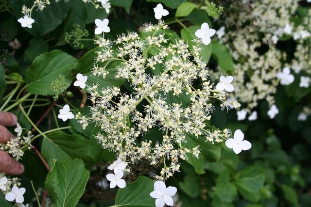 Les Hortensias du Haut Bois Pétiolaris hortensia grimpant godet