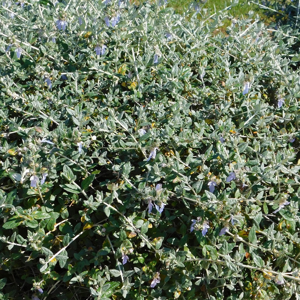 Bakker Azureum germandrée arbustive pot 2L bleu sec