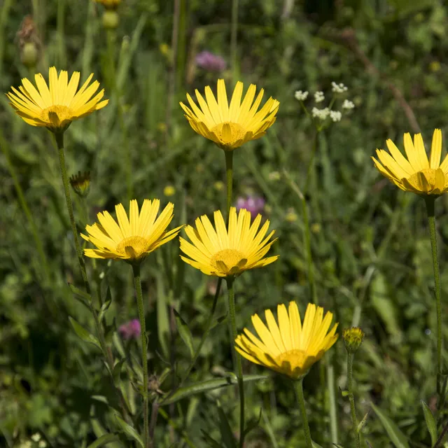 Bakker Oeil de boeuf jaunes vivace pot Ø 9cm floraison mai-septembre