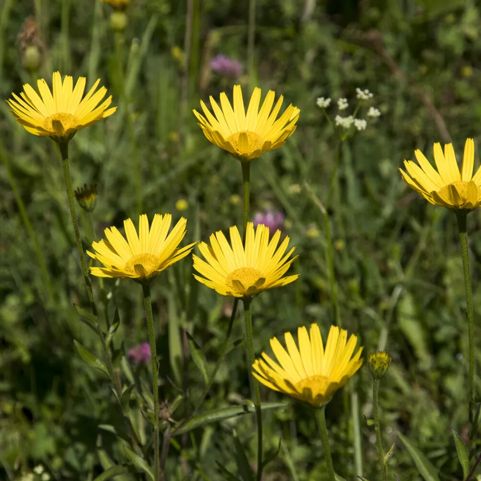 Bakker Oeil de boeuf jaunes vivace pot Ø 9cm floraison mai-septembre