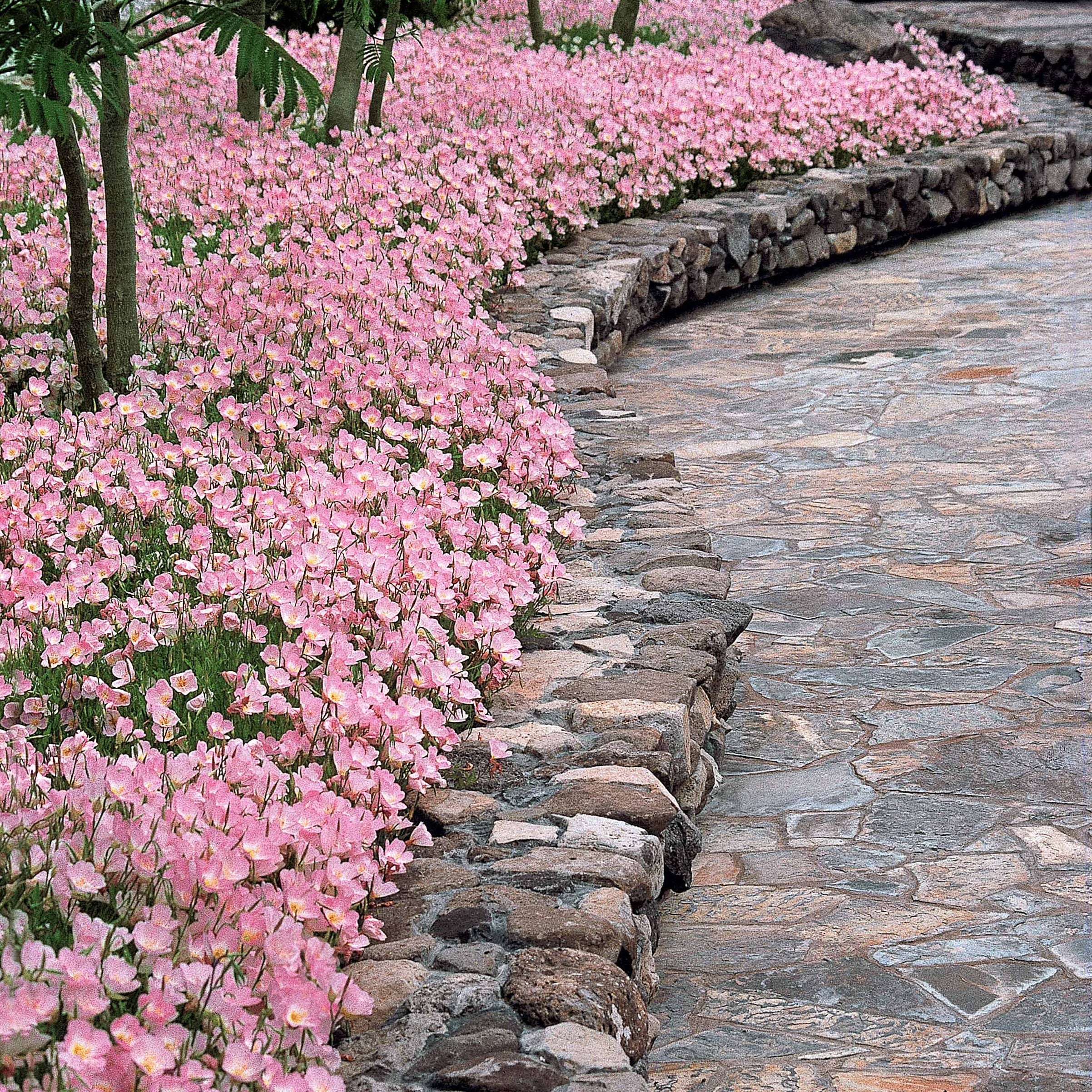 Bakker Vivaces Oenothère Siskiyou Pink 2 pots Ø9cm