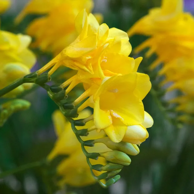 Bakker 15 Freesia simple jaune bulbes parfumée