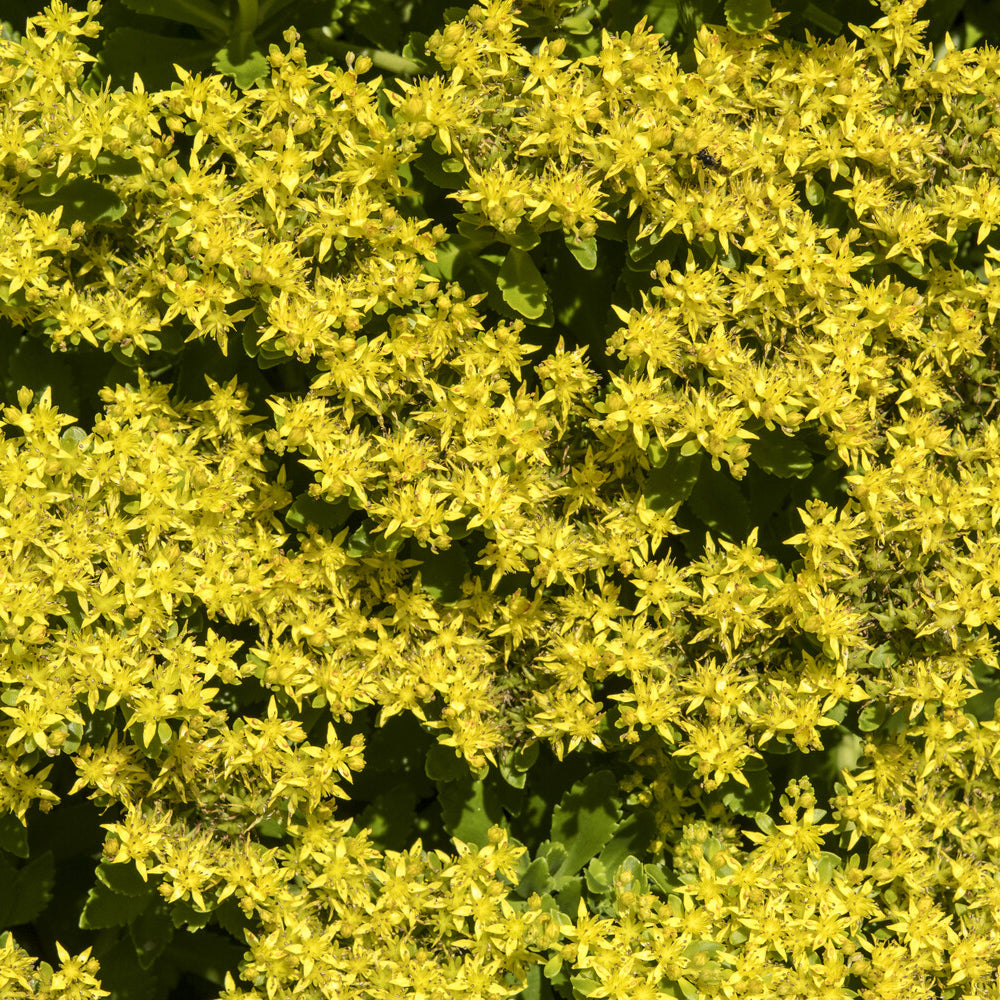 Bakker Sedum Kamtschaticum pot 9cm jaune