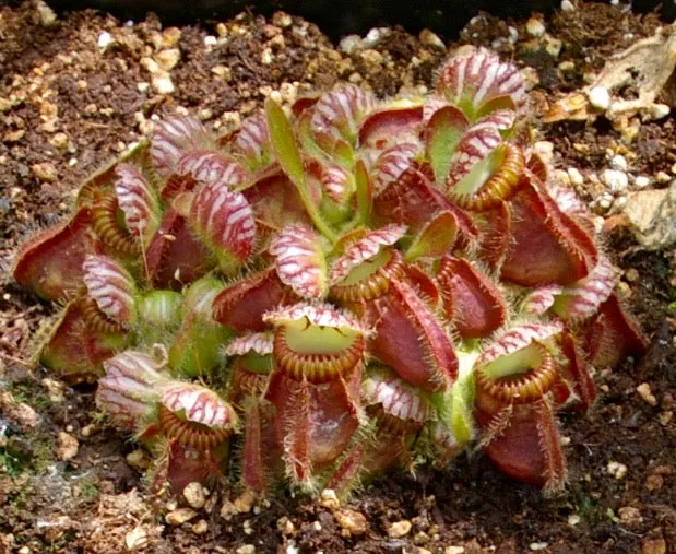 Carniflore Cephalotus follicularis plante semi-adulte pot 9x9 cruche
