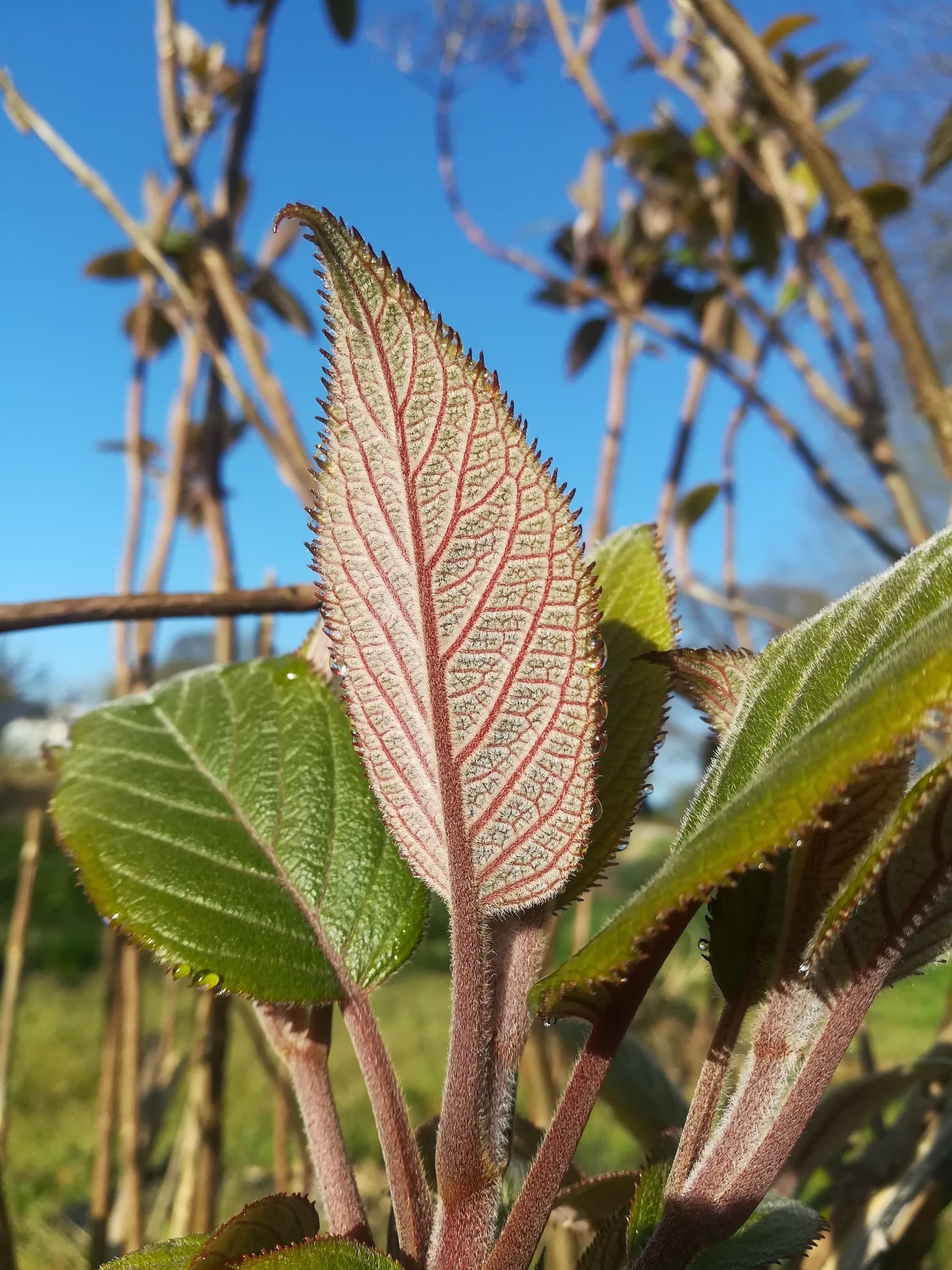 Les Hortensias du Haut Bois Dark Leaf hortensia aspera godet