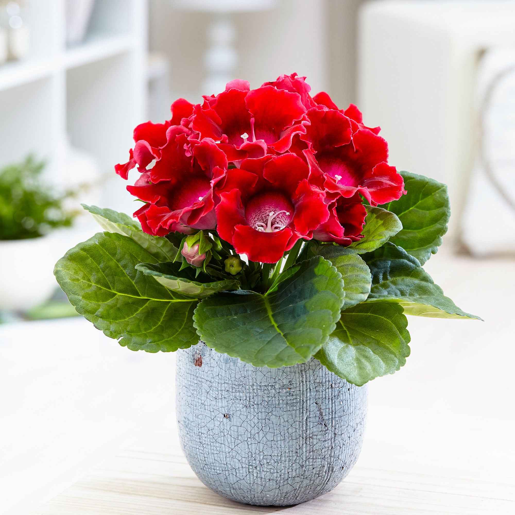 Bakker Sinningia Gloxinia rouge pot 12cm fleur velours