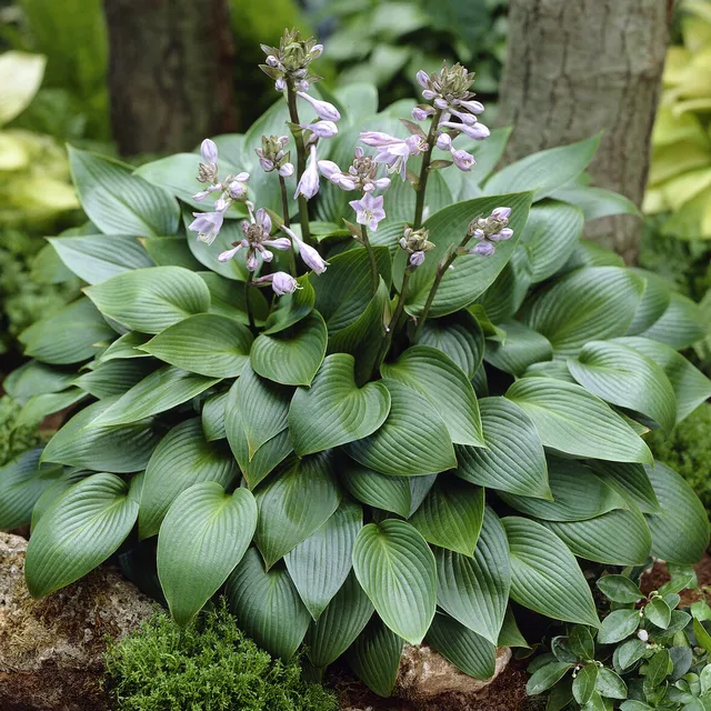 Bakker Hosta Devon Green plante vivace pot 9cm ombre verte