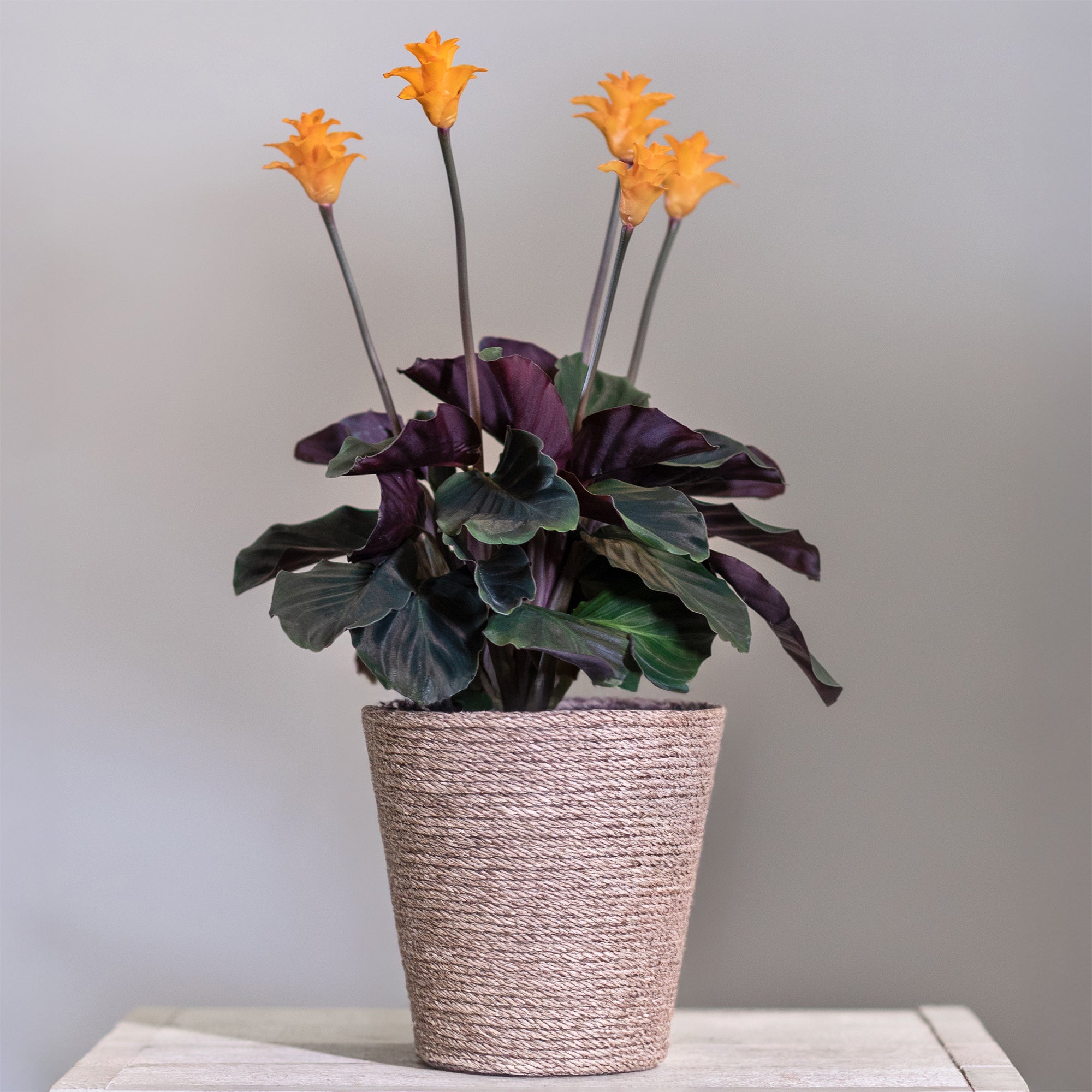Bakker Calathéa Crocata pot Ø14cm fleurs orange 25-35cm