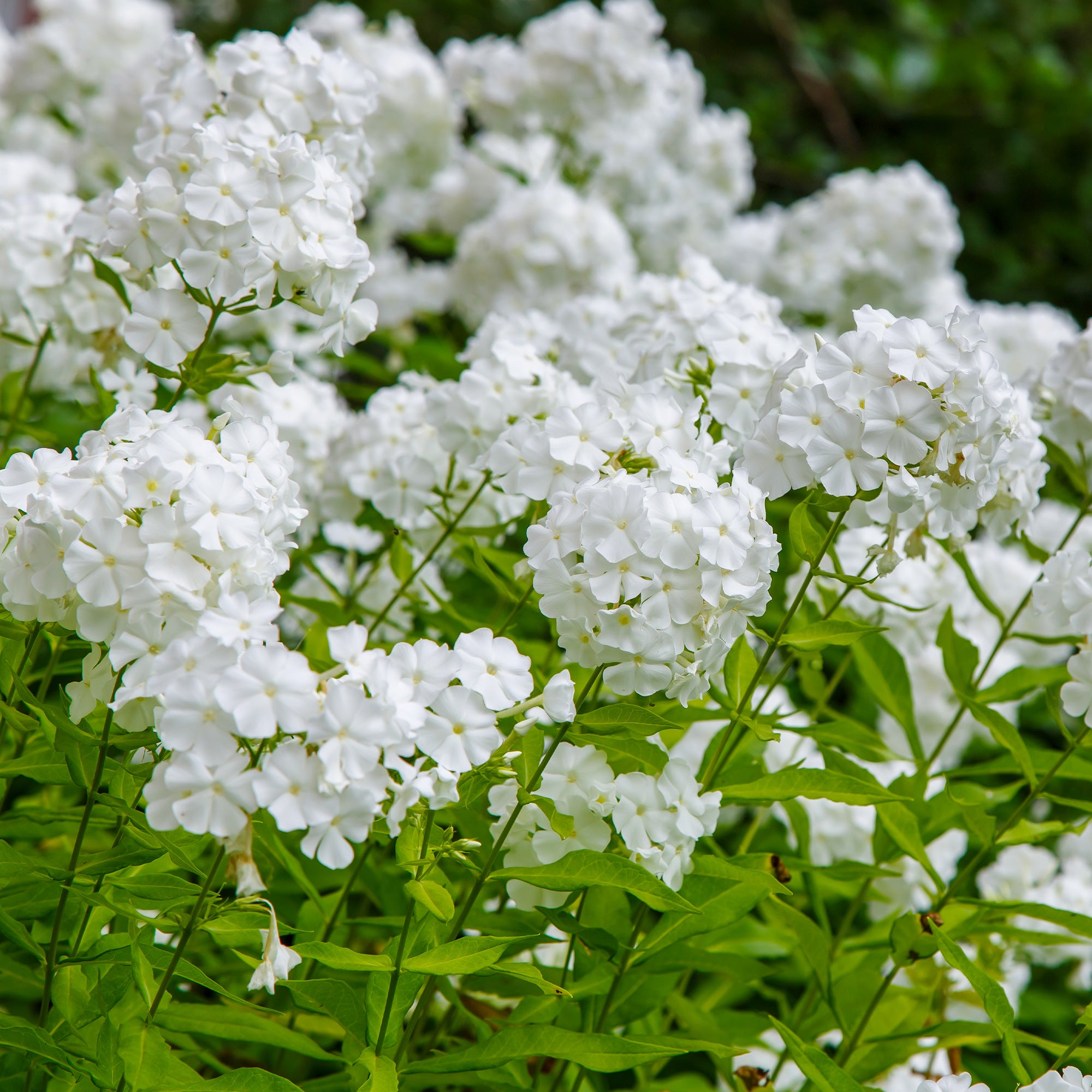 Bakker Phlox White Admiral vivace pot 9cm blanc