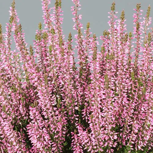 Bakker Bruyère Pink Bettina calluna pot 8cm rose