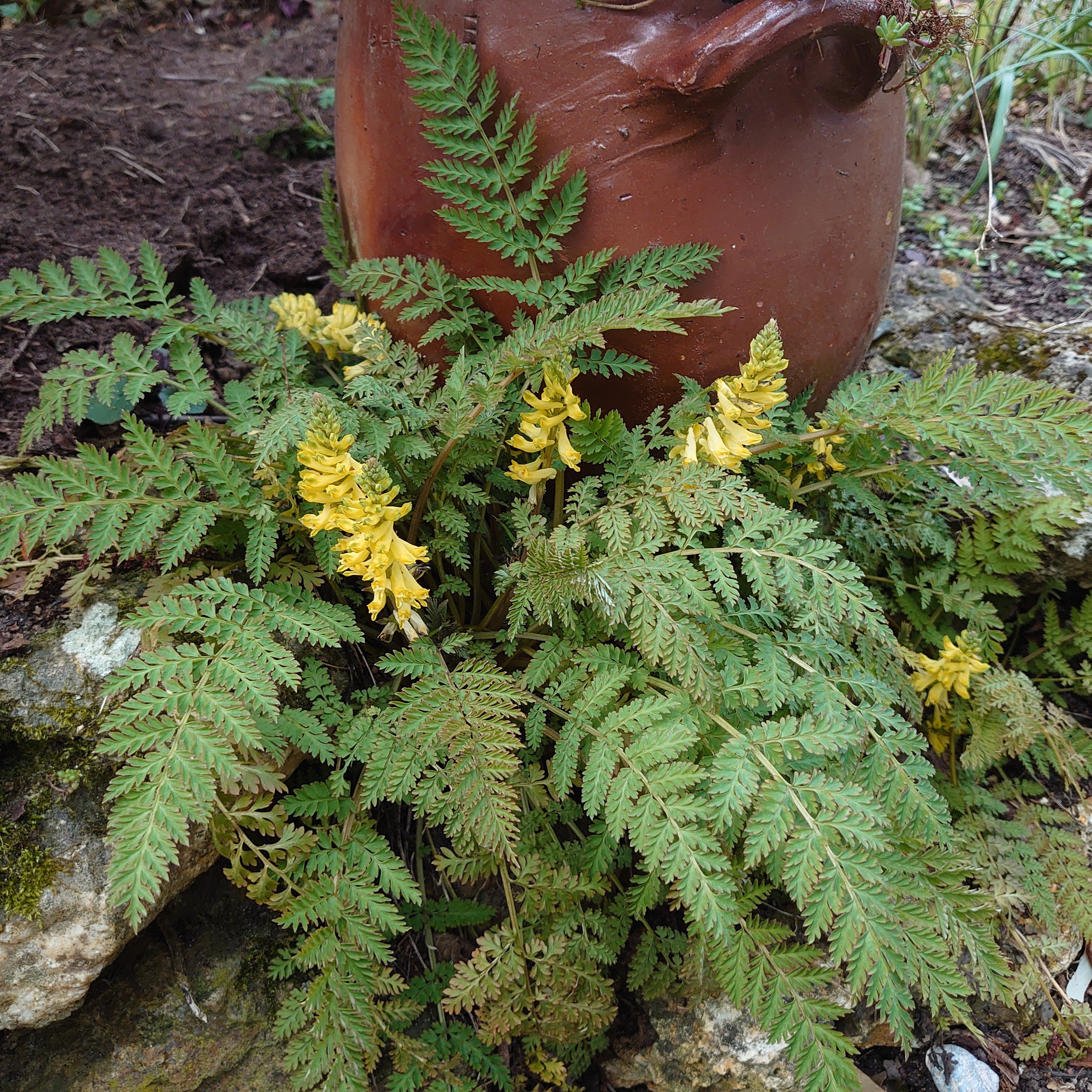 Passion Vivaces Corydalis cheilanthifolia plante vivace godet jaune