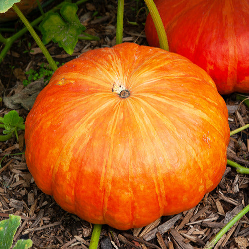 Bakker Potager Potiron Rouge Vif d'Etampes sachet 7g 35 graines