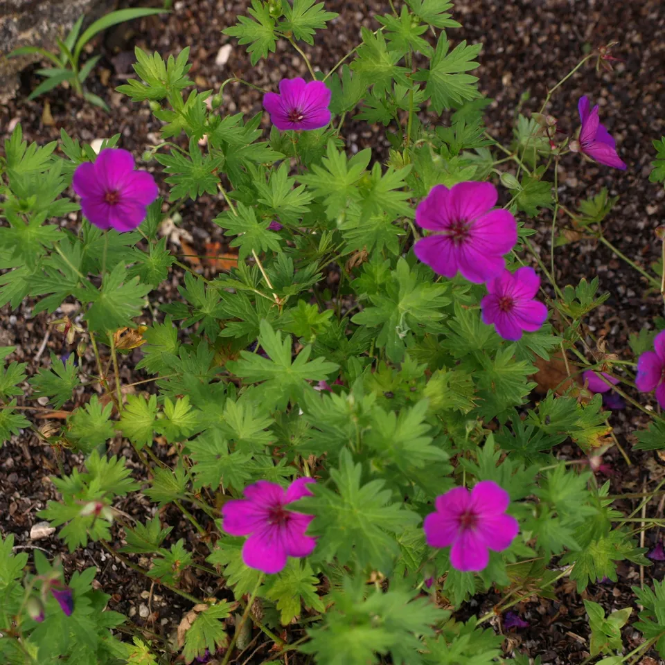 Passion Vivaces Geranium Little David plante vivace carmin pot 1 litre