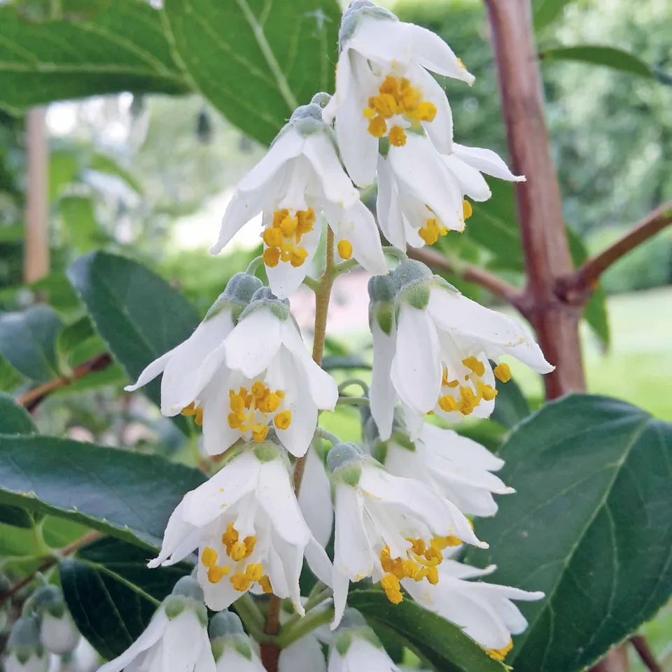 Bakker Deutzia pulchra arbuste pot Ø10,5cm fleurs blanches