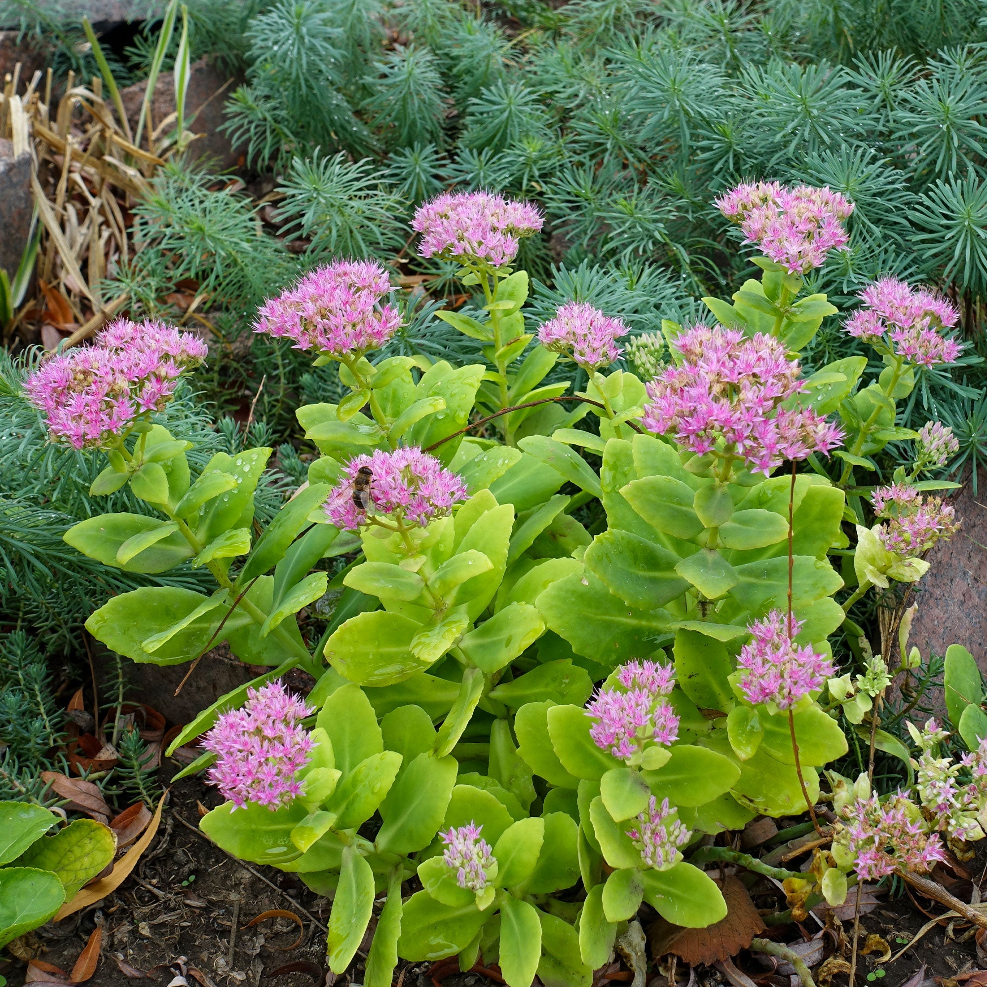 Bakker Sedum spectabile Orpin d'automne vivace rose pot 9cm
