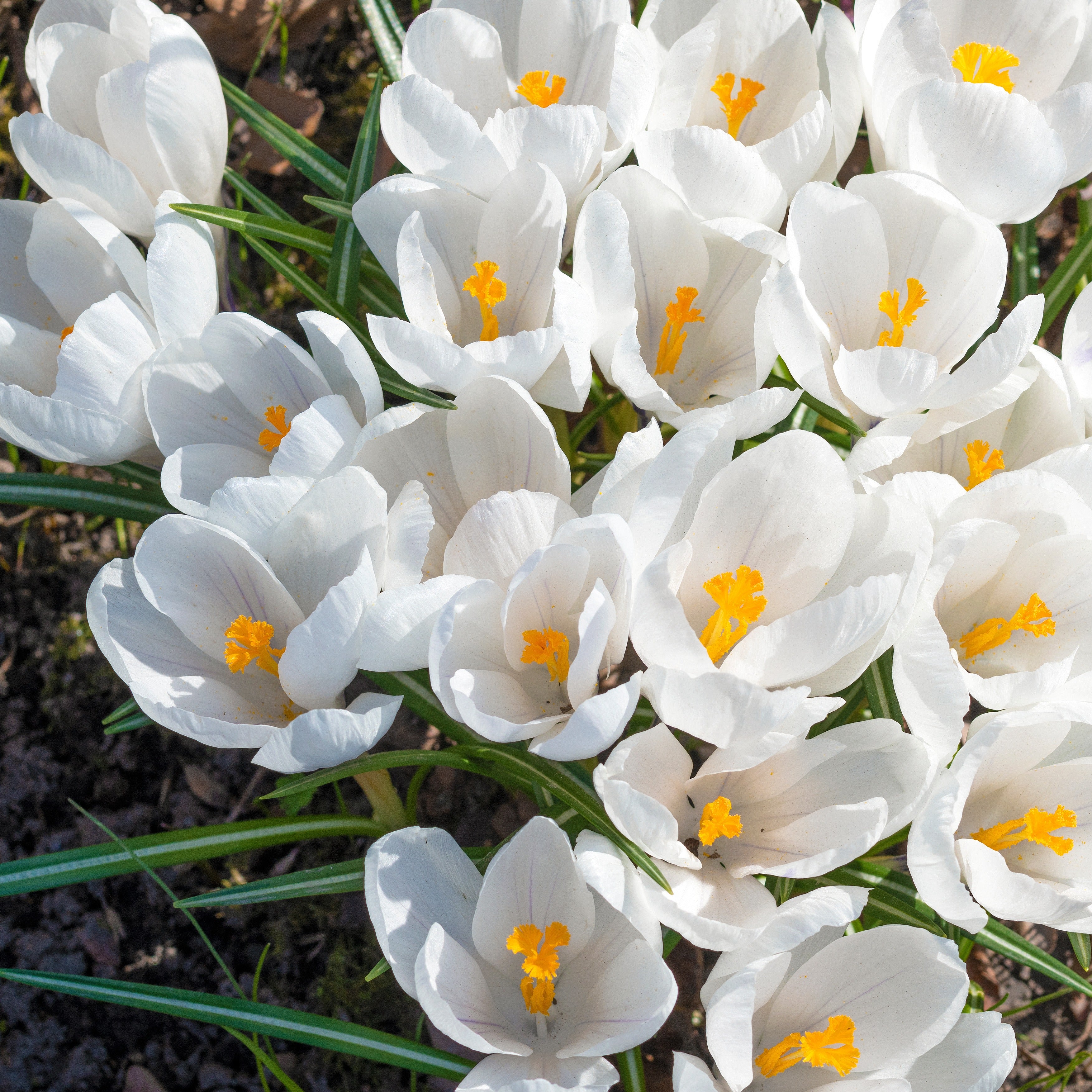 Bakker Jeanne d'Arc crocus blanc sachet 15 bulbes