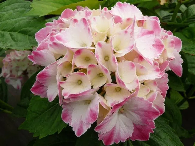 Les Hortensias du Haut Bois Marie Louise Dussine hortensia boule fleurs rondes