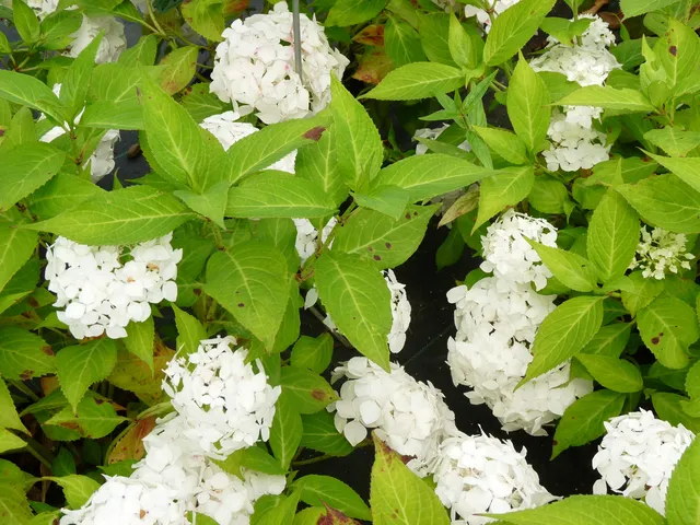 Les Hortensias du Haut Bois Hydrangea serrata Warabe hortensia montagne