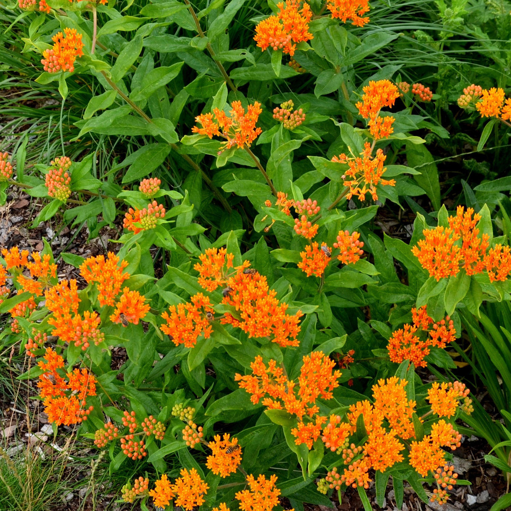 Bakker Asclépiade tubéreuse vivace orange paquet 3 racines