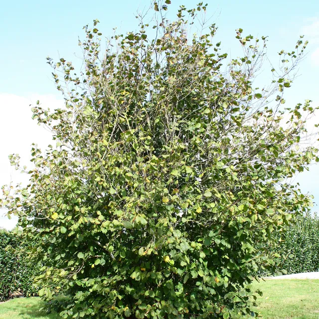 Bakker Fruitier Noisetier Ronde du Piémont pot 3L 60-80cm