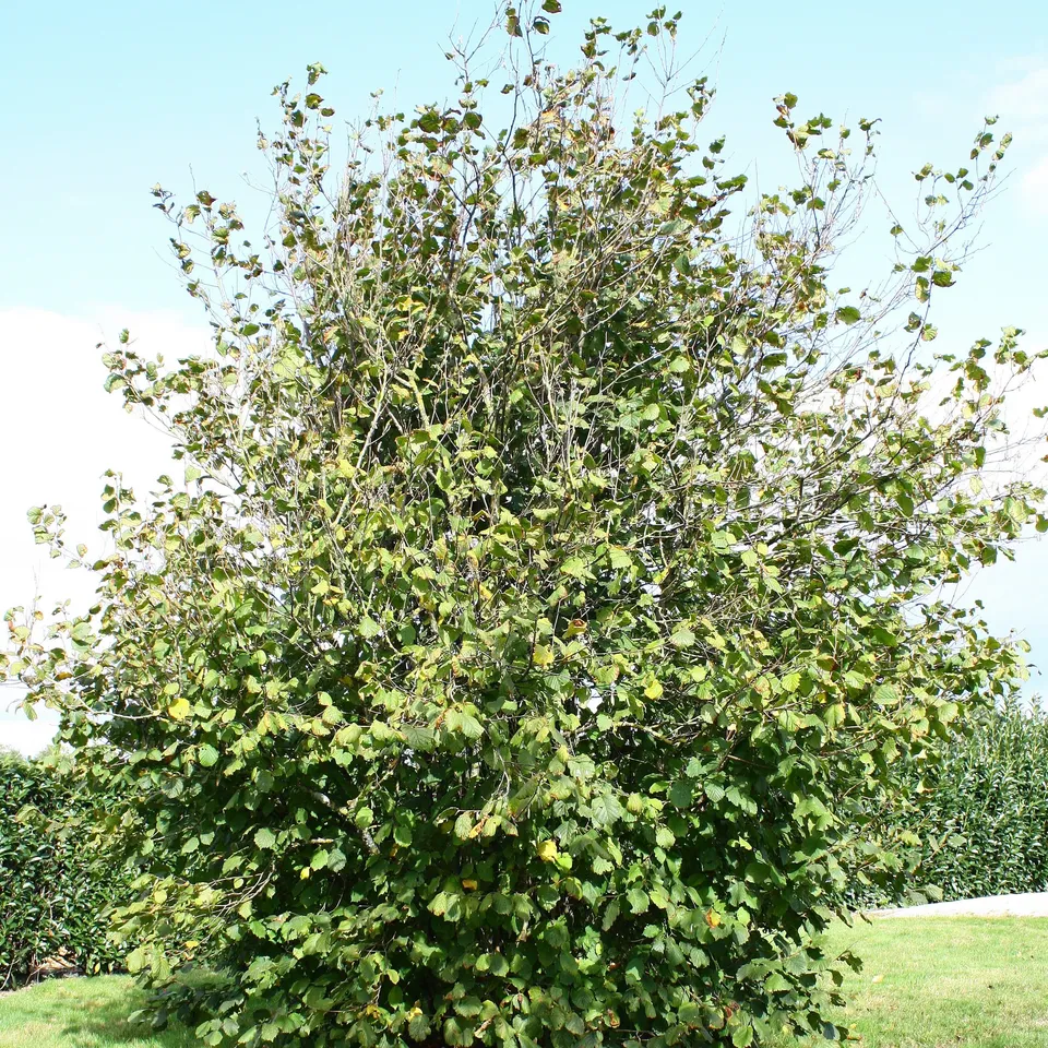 Bakker Fruitier Noisetier Ronde du Piémont pot 3L 60-80cm