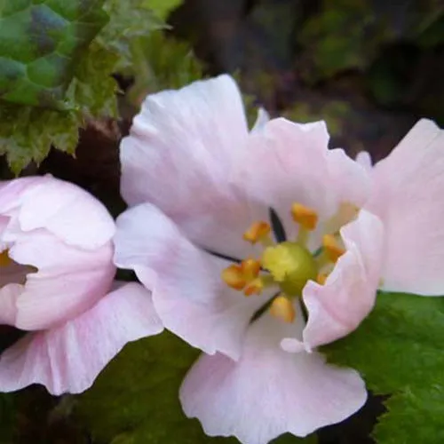 Bakker Plantes vivaces Podophylle pelté rose pot Ø 9 cm