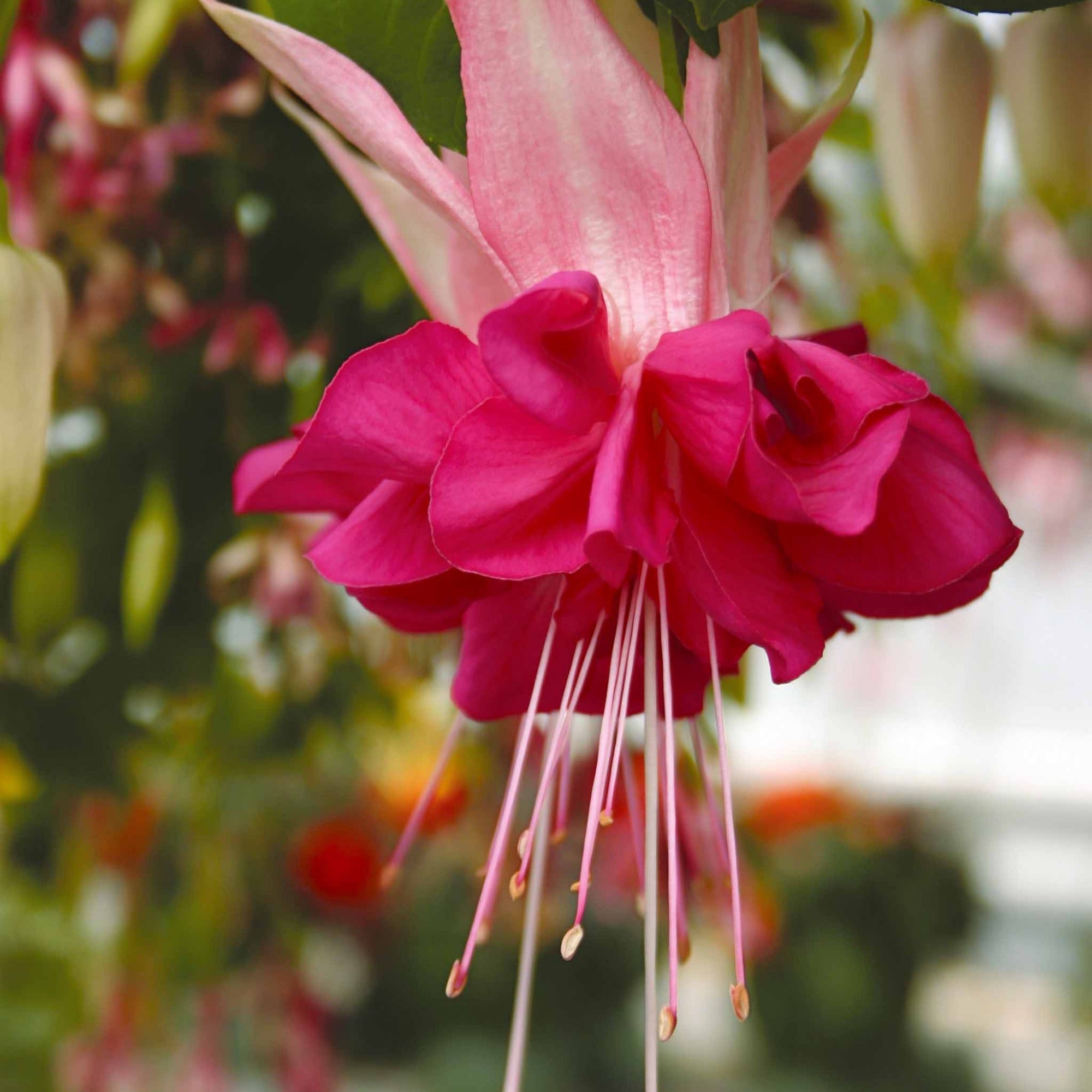Bakker Fuchsias mélange 6 pots 9cm balcon mi-ombre