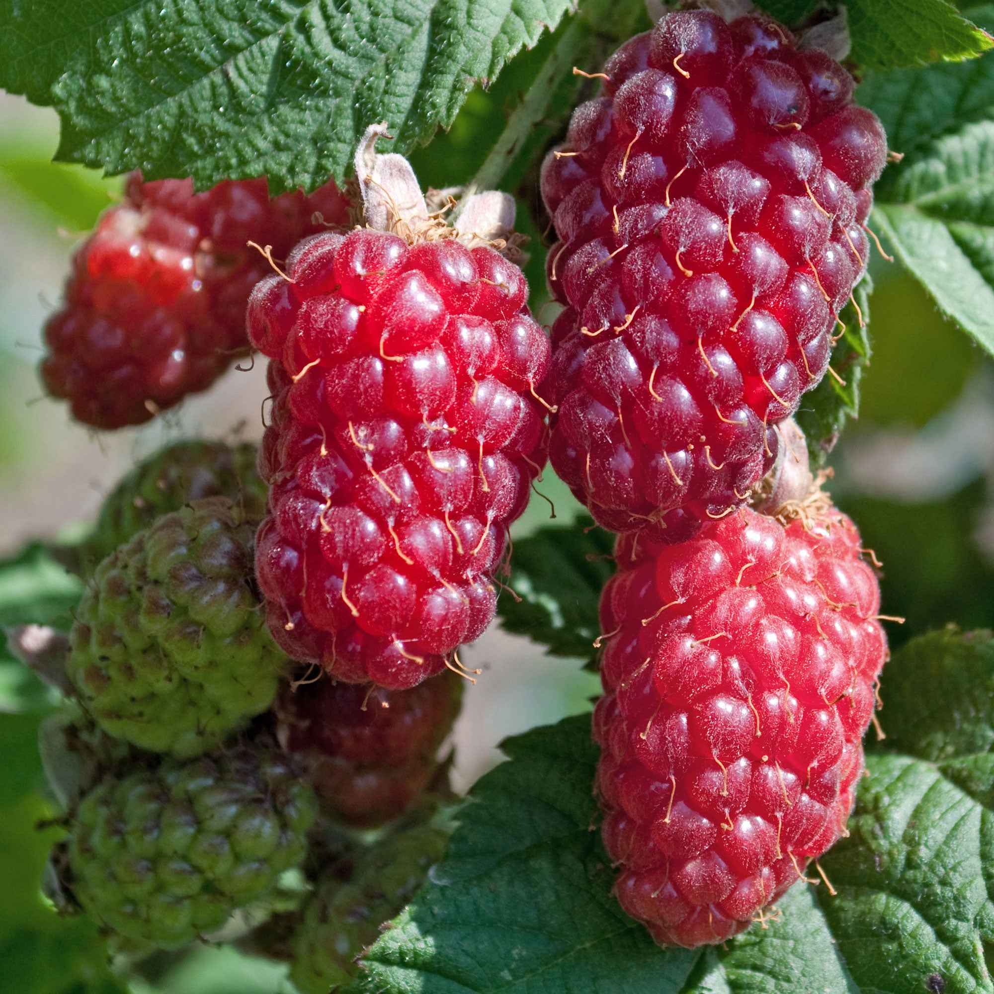 Bakker Tayberry mûre-framboise racine nue autof fertile