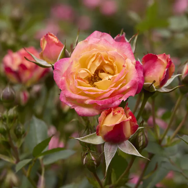 Bakker Rosier miniature Little Sunset rosier pot 3L orange rose