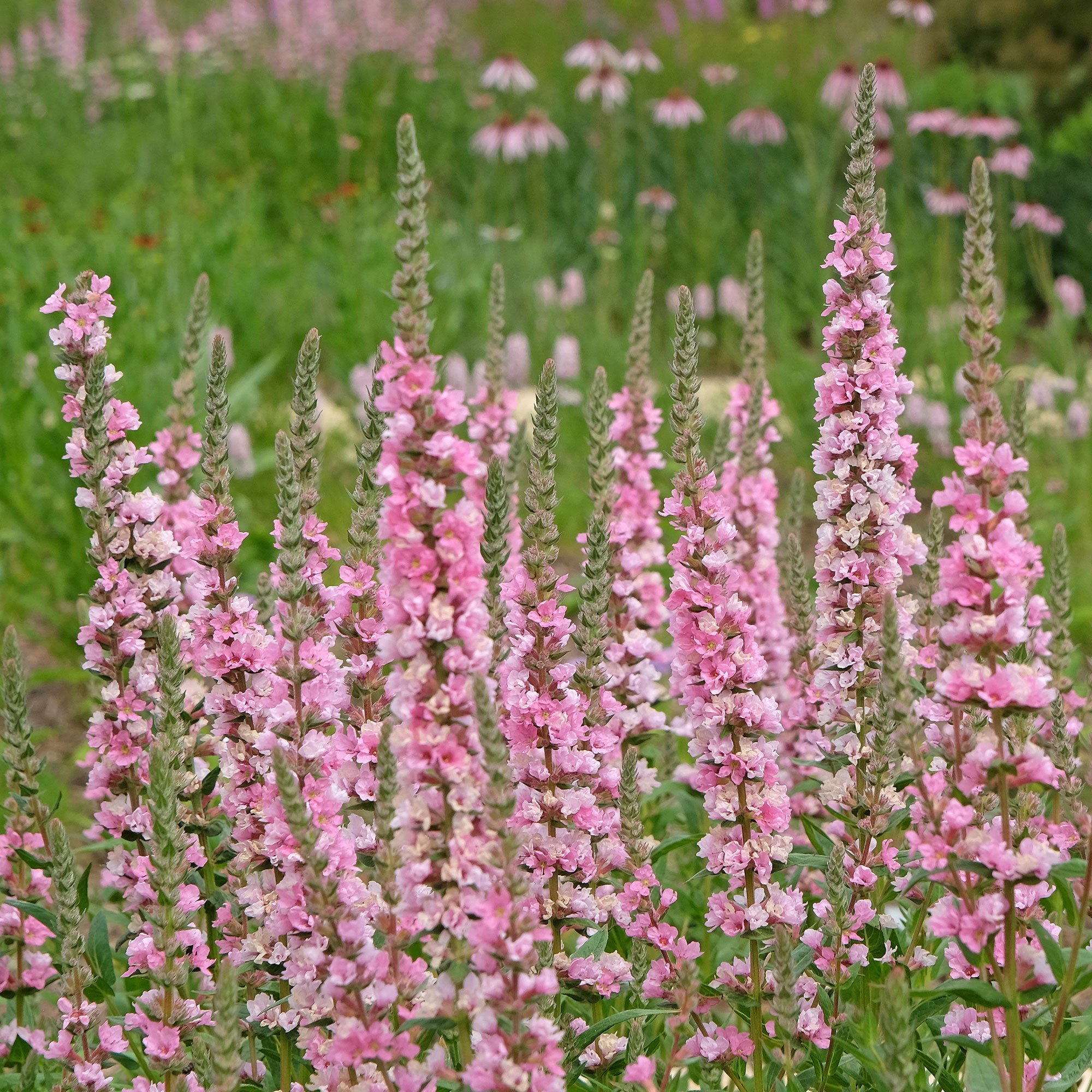 Bakker Blush salicaire vivace pot 9cm rose berge bassin